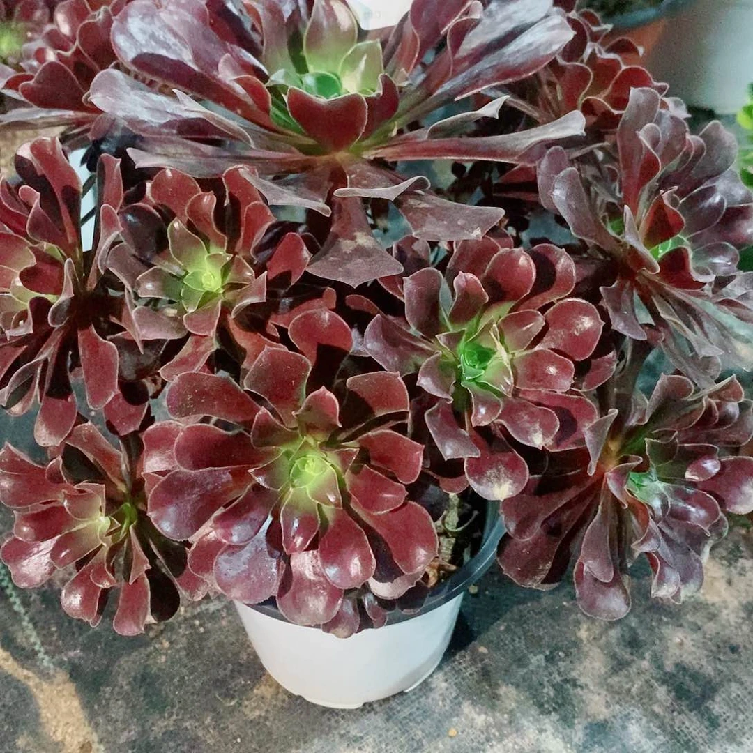 欧紫424多肉11111