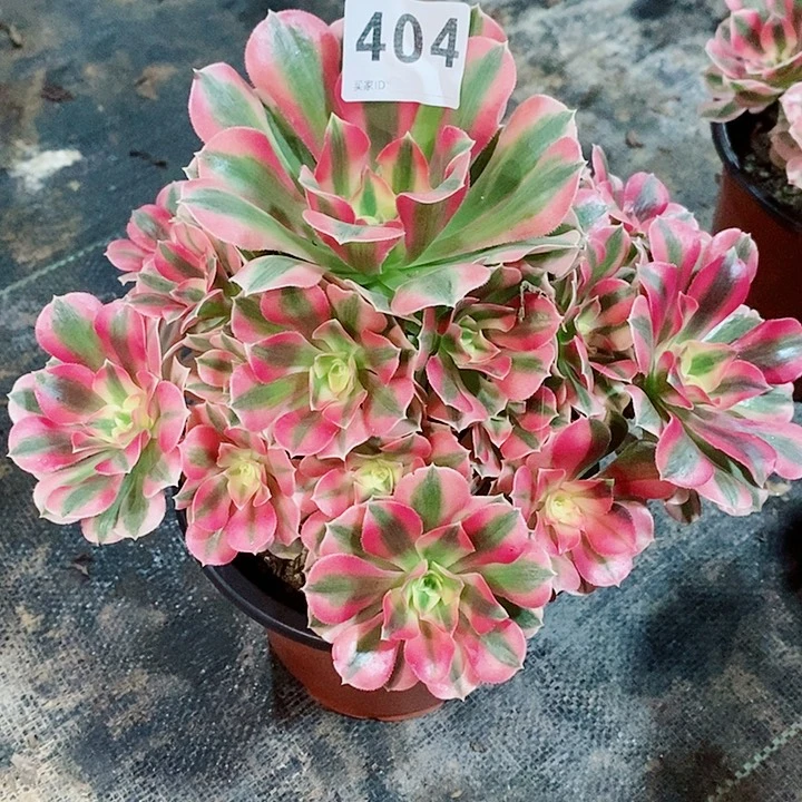 粉女巫404多肉111111