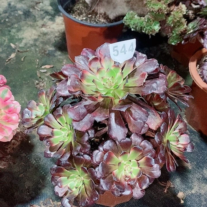 红金刚544多肉1111