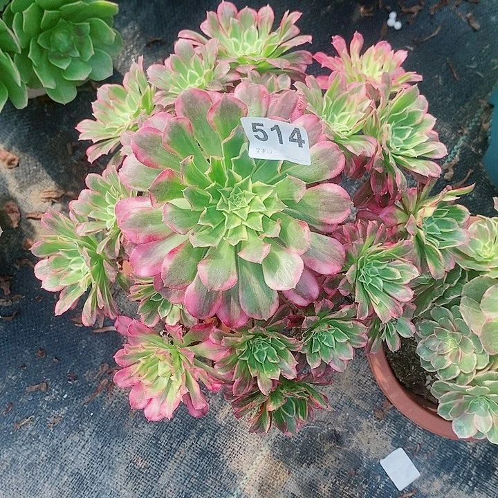 天河514多肉1111