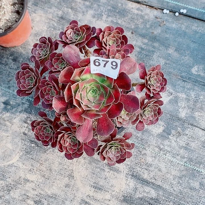花纳679多肉1111