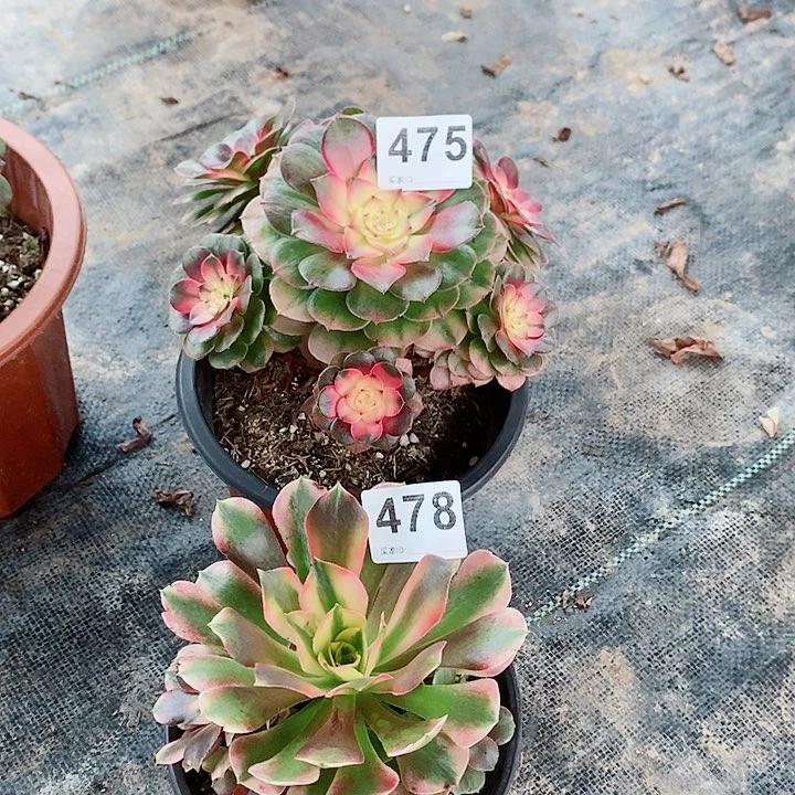 香妃荔枝475478多肉1111