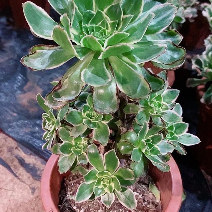 大叶绿玫瑰498多肉11111