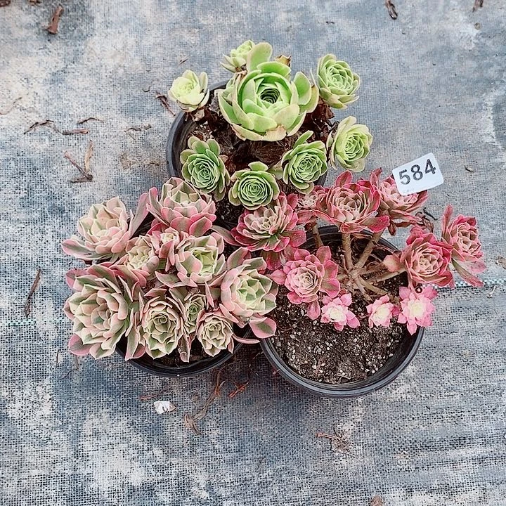 组合三颗584多肉1111