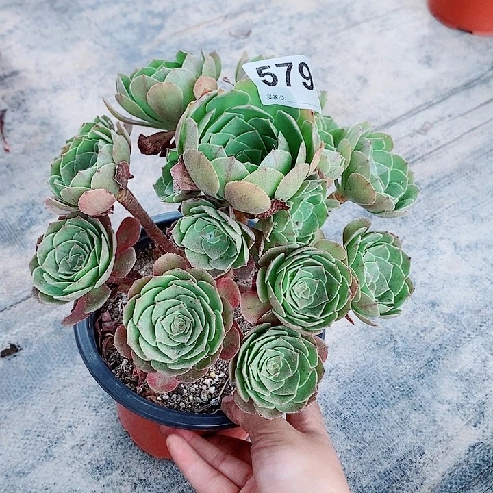 万圣节579多肉1111