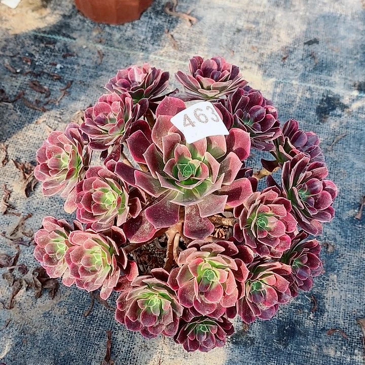 金丝鹊463多肉1111