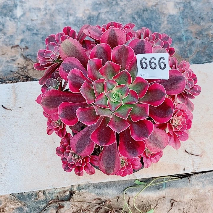 美杜莎666多肉1111