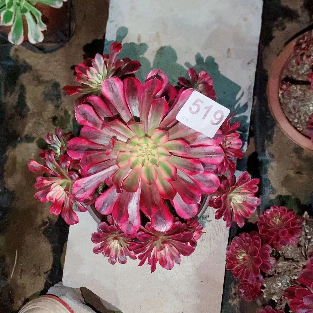 黑铜白519多肉1111