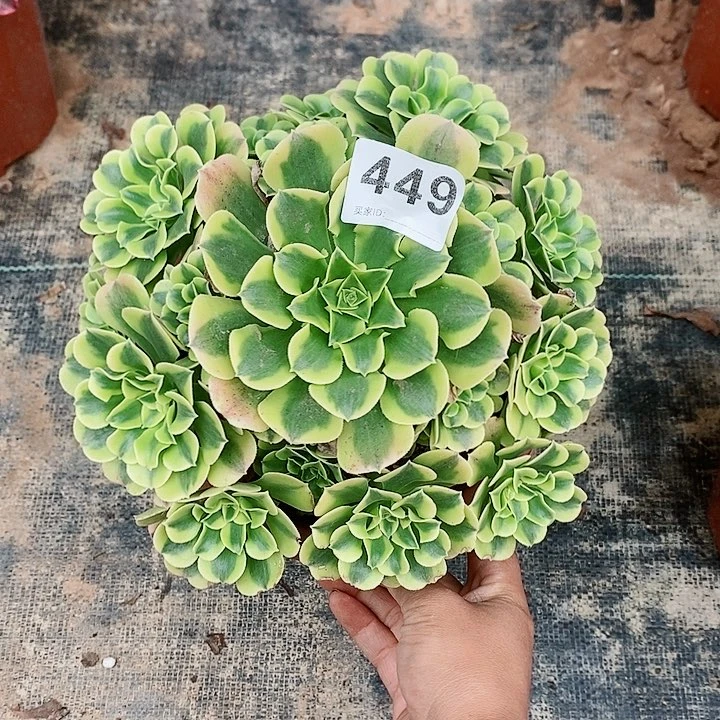 绿豆沙449多肉1111