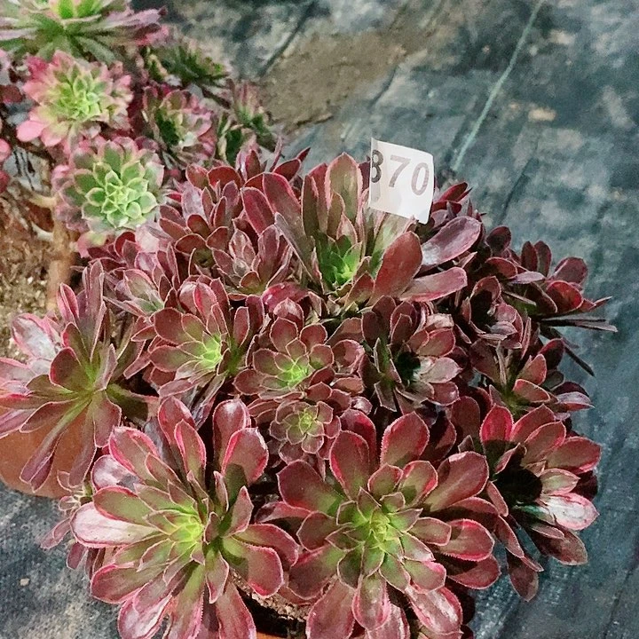 糖果安娜870多肉11111