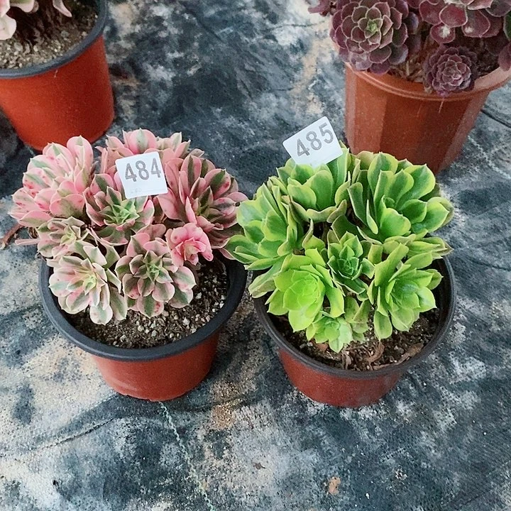 组合484485多肉1111