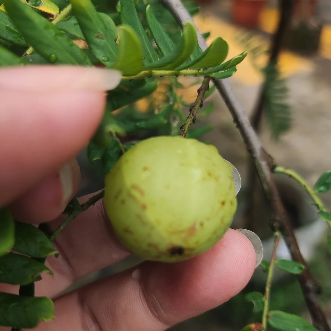 油甘果树苗地栽盆栽多年生种植