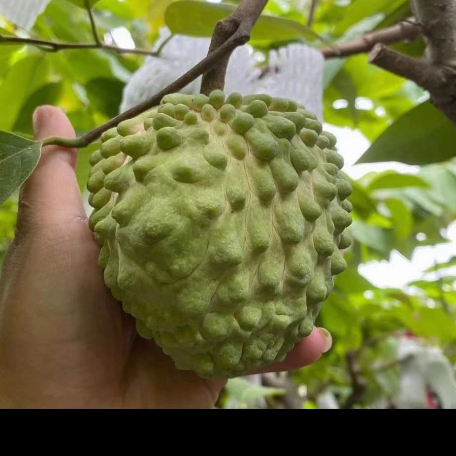 凤梨释迦果树嫁接释迦苗多年生南方地栽盆栽庭院种植
