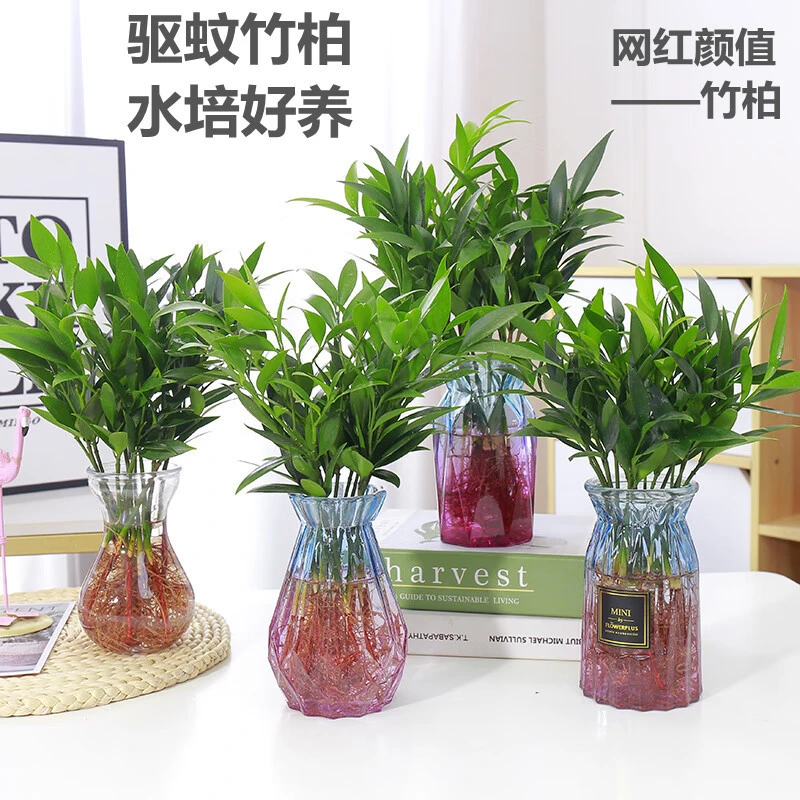 必备驱蚊植物平安竹水培竹柏净化空气吸甲醛好养阳台四季栽培水果