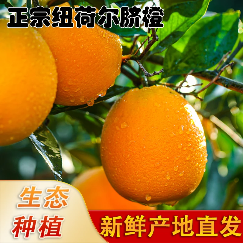 九甜一酸正宗高山纽荷尔脐橙