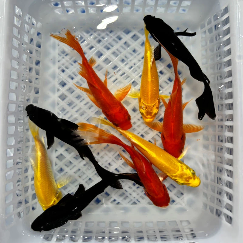 11号链接观赏鱼活体锦鲤鱼草金鱼冷水鱼  8-10厘米 红黄 黑 各3条