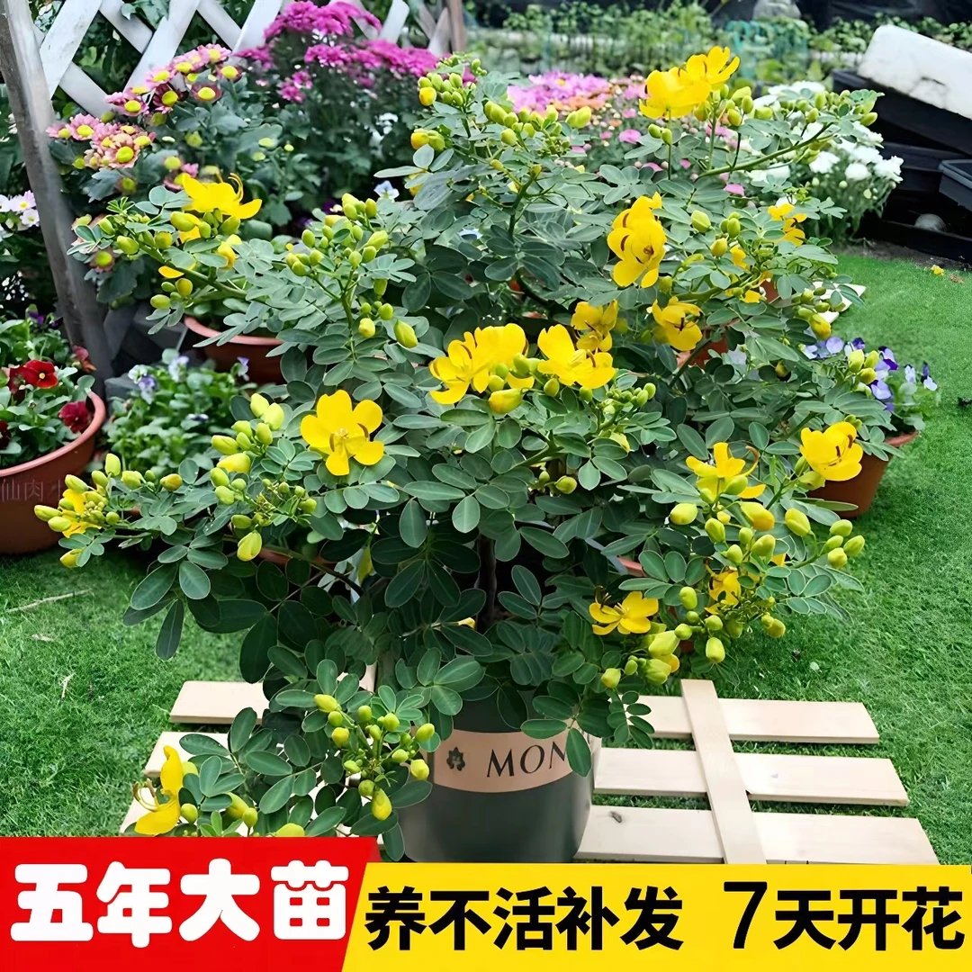 黄金梅盆栽木本植物花园多年生花卉露天室外开花带花苞庭院耐寒