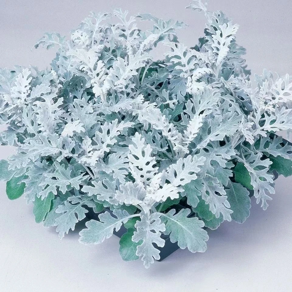 【银叶菊】银白观叶花苗泛美种源花坛庭院楼顶阳台多年生景观花卉苗