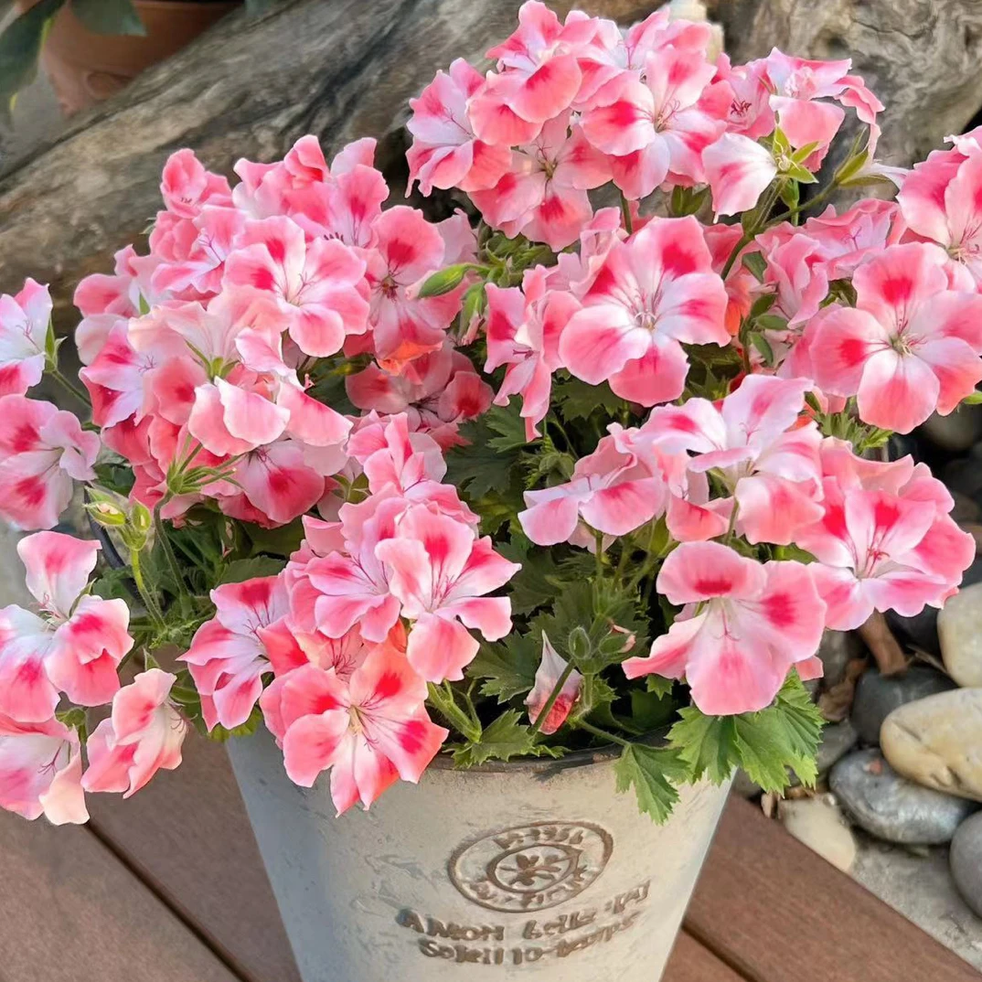 买三送一蝴蝶梅蝴蝶梅大花天竺葵盆栽花苗重瓣四季带花发货阳台