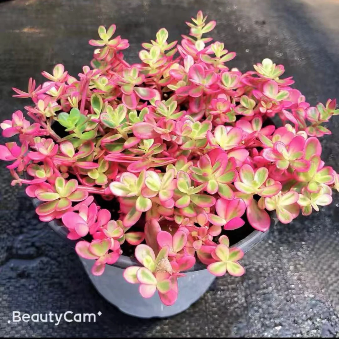 太阳花锦多肉植物办公室内绿植创意花卉园艺盆栽迷你萌肉肉防辐射