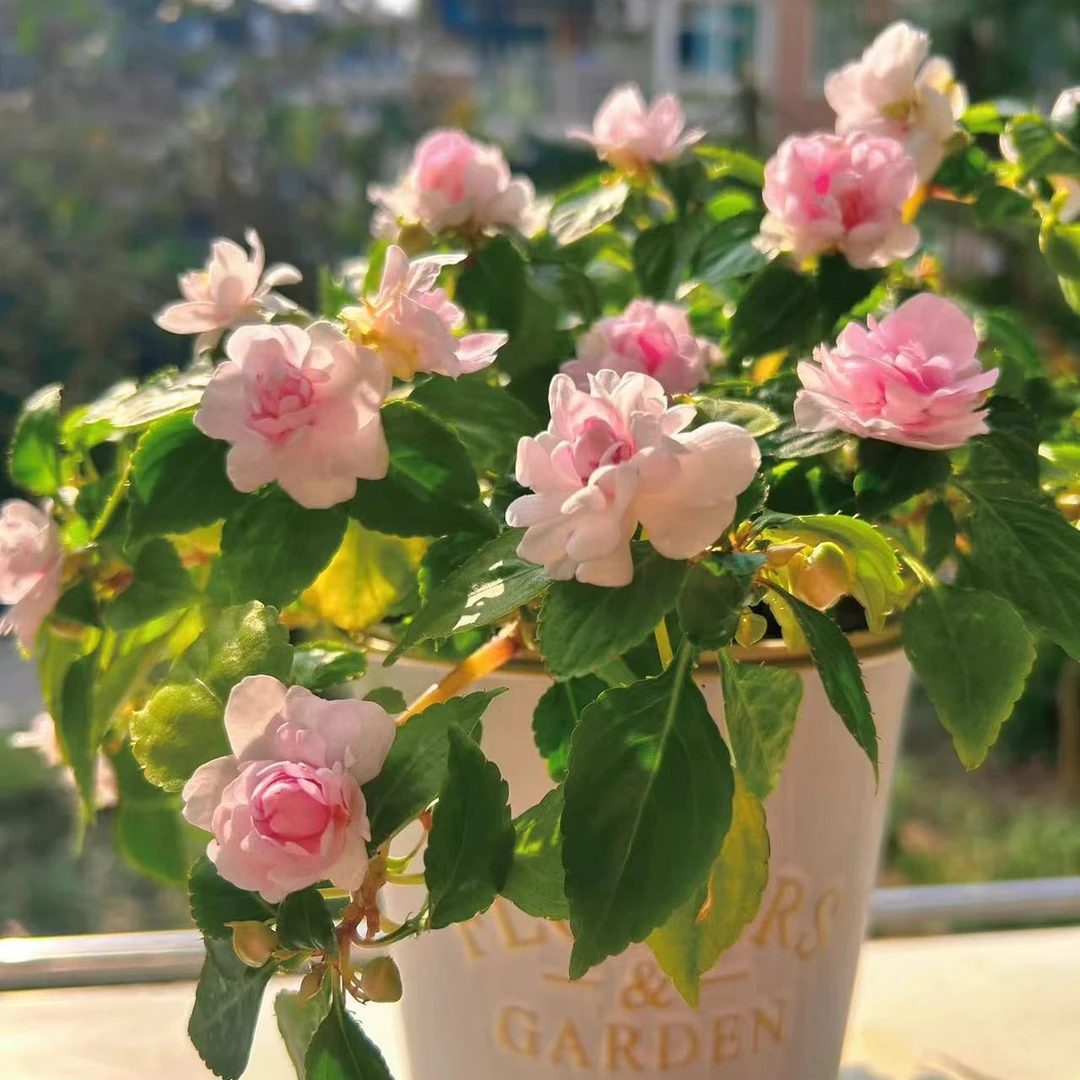 重瓣凤仙盆栽水梅花四季开花非洲进口花卉易爆盆耐热小花苗带花苞