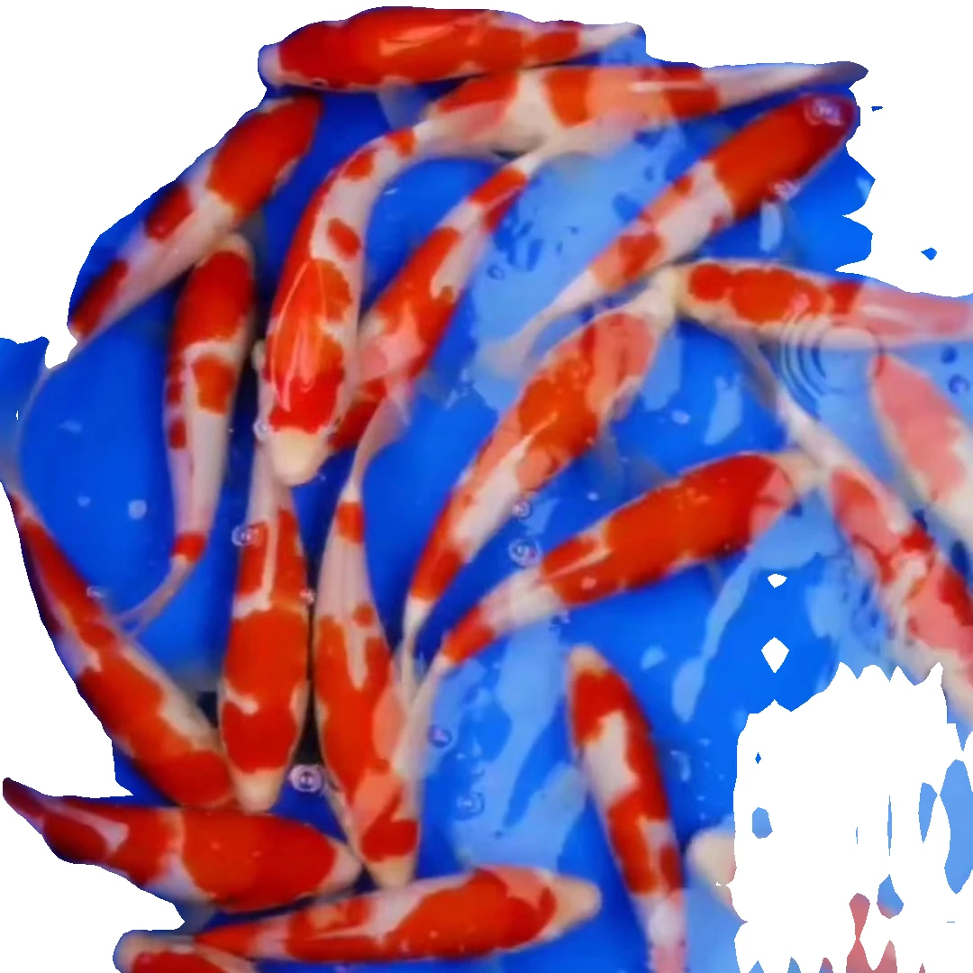 纯种自家产锦鲤活鱼直播间挑选链接（私拍不发）