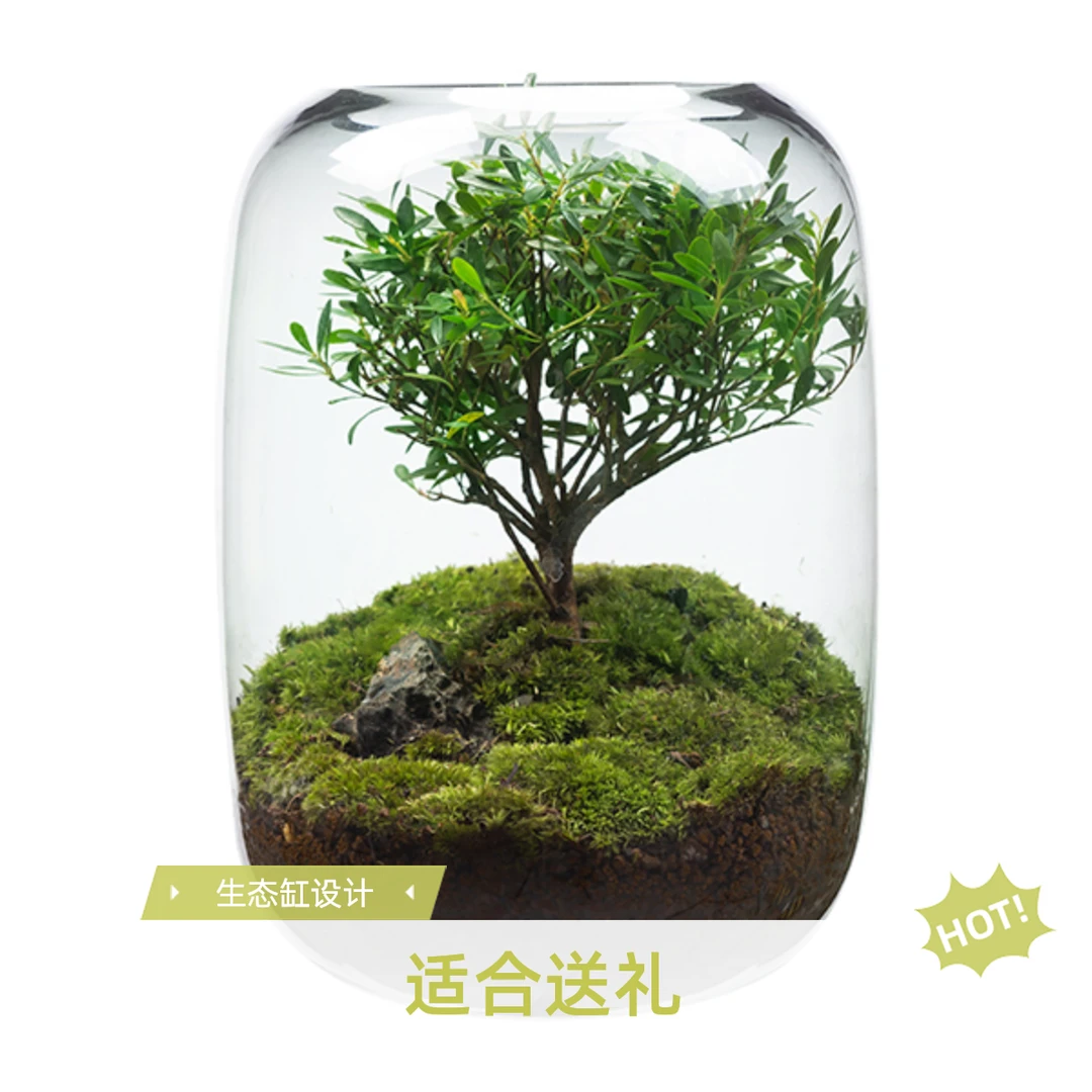 生命之树苔藓微景观懒人绿植小摆件植物室内盆景造景生态缸办公室