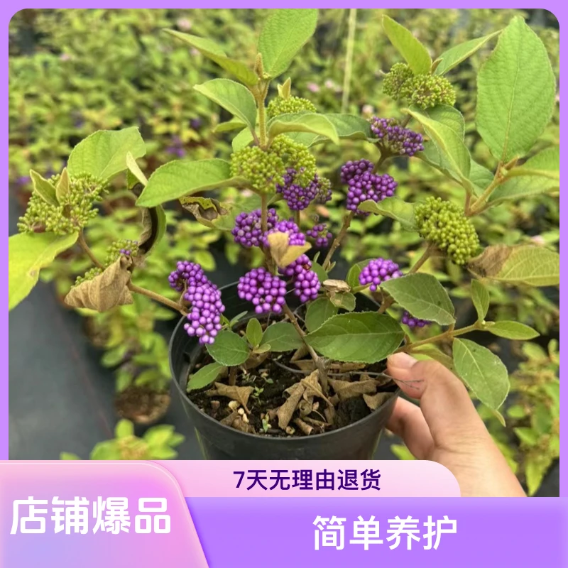三珠基地直销紫珠盆栽花苗灌木多年生庭院花园花紫色植物珠好养护