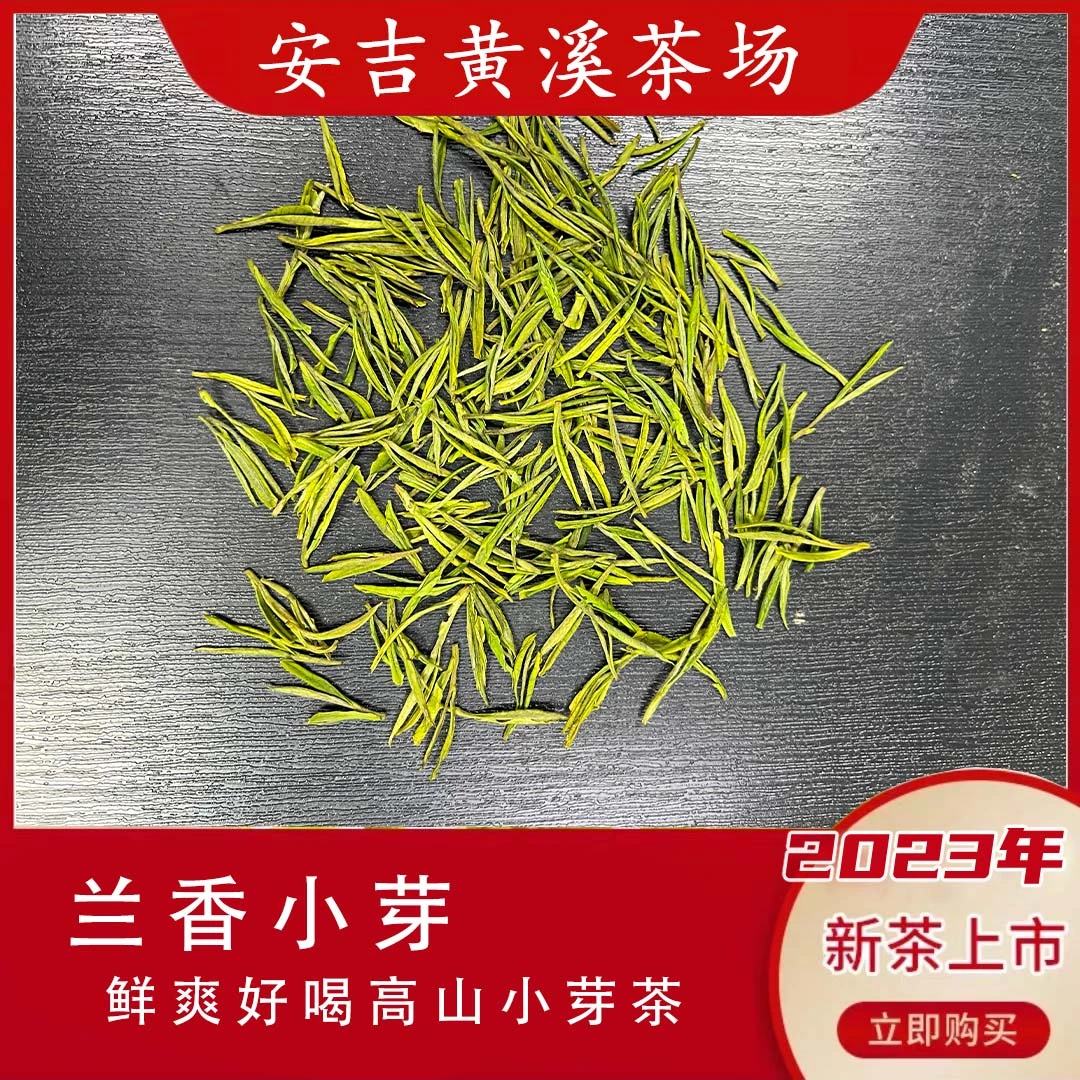 2023 小芽白茶  安吉罐装发货  b5001