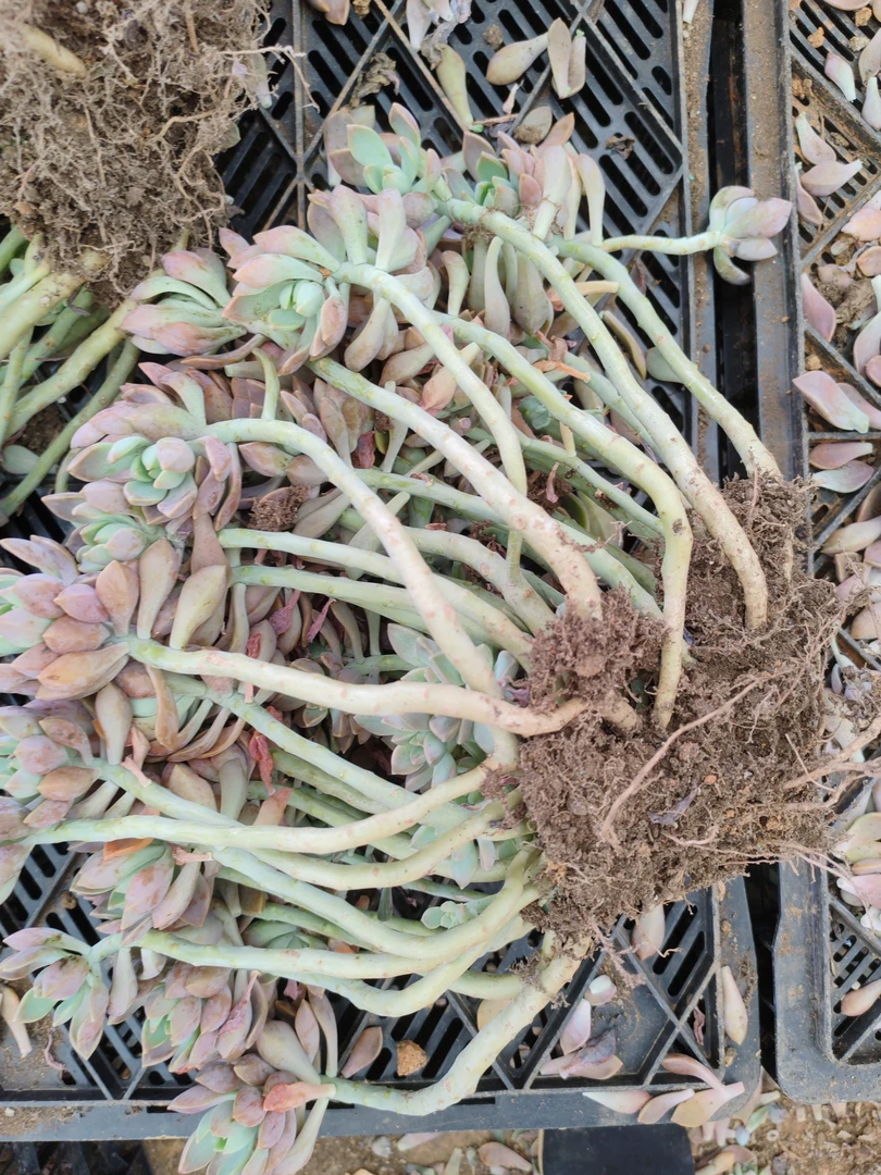 摆放多日老桩阿伦陪一单包邮（不售后）