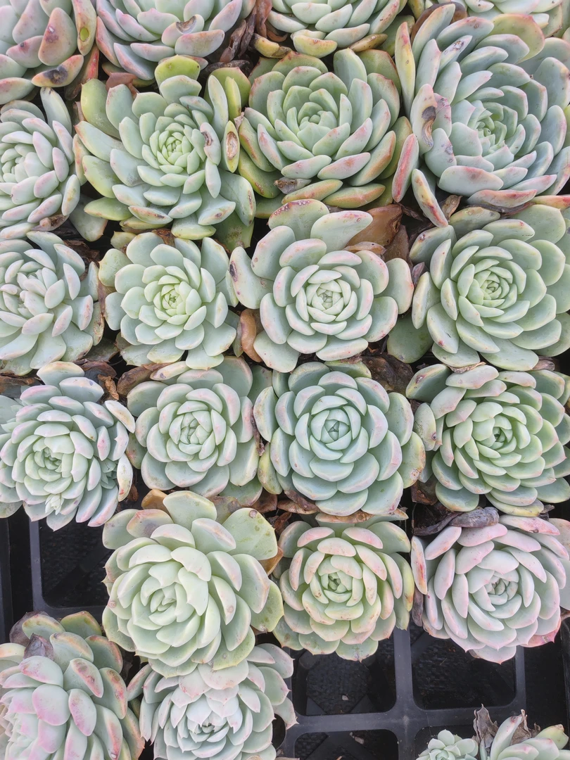 箱拍六盆肉肉（海白 雨滴 艾莉女王）一单包邮