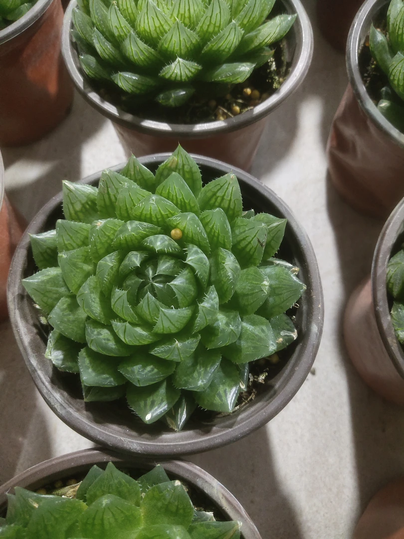 120爆盆玉露樱水晶（拍一发二）