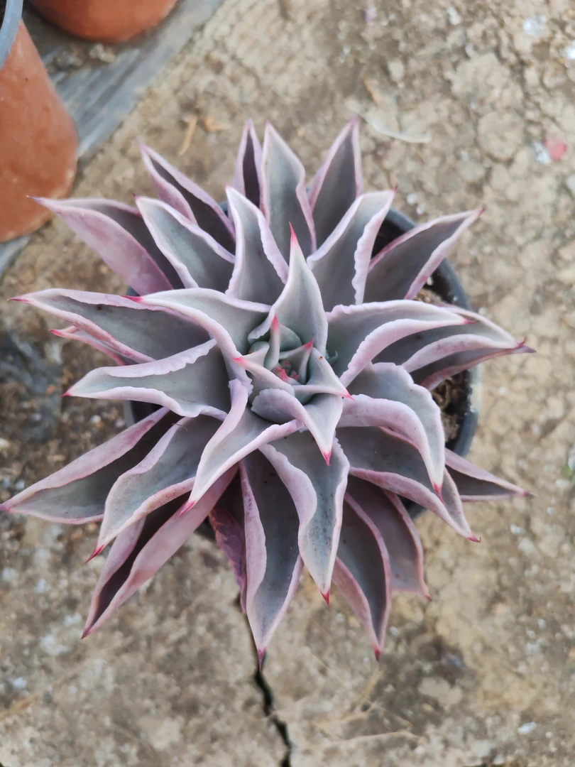 120盆栽饺子皮（拍一发二）