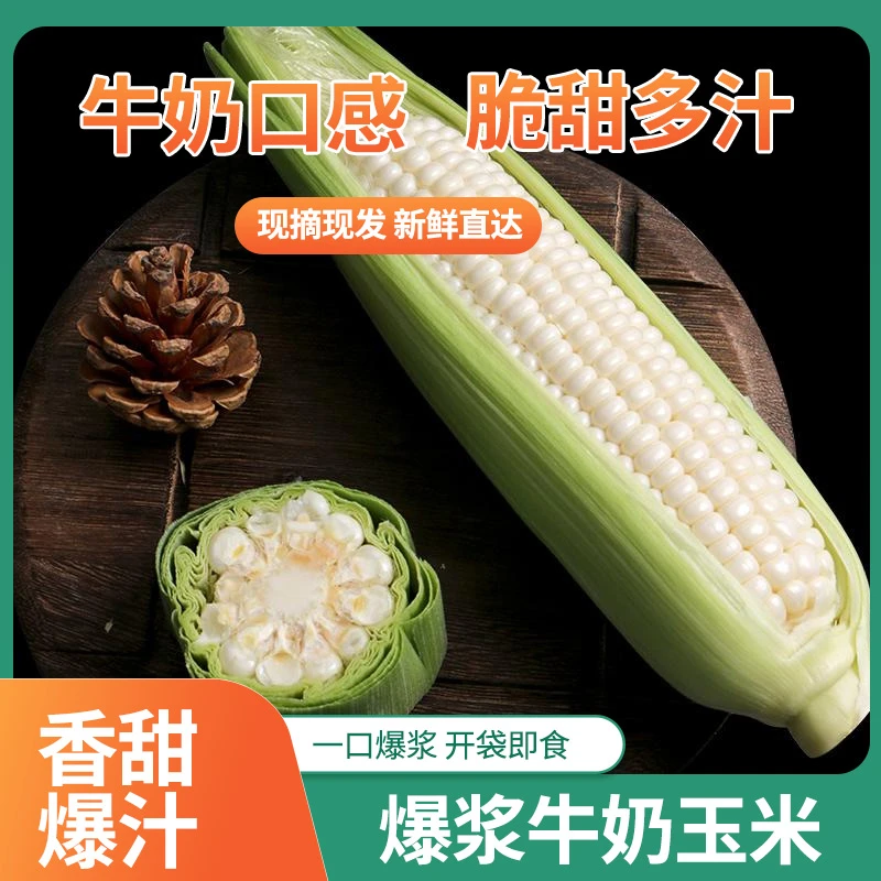 爆浆冰糖牛奶玉米（3斤装）当季现摘开袋即食种植好吃基地鲜嫩新鲜