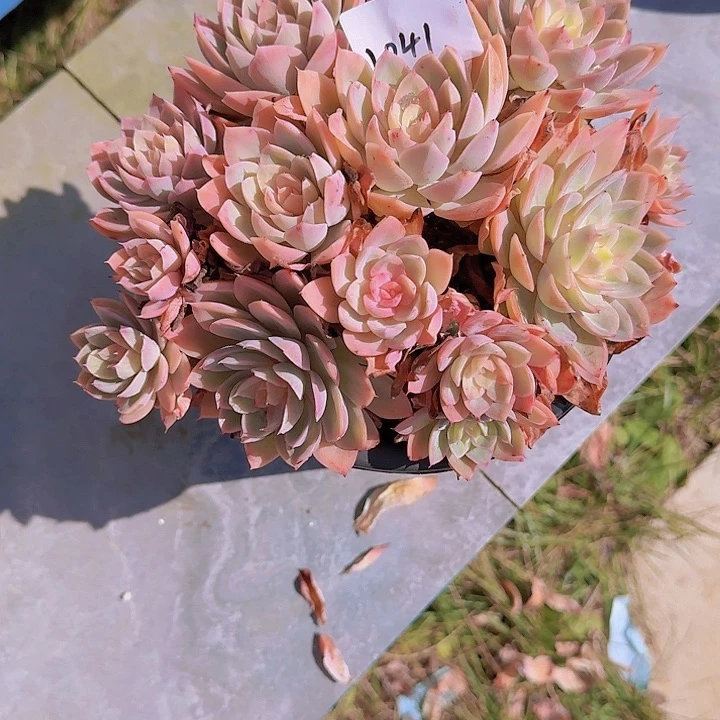 黄*瑰1041丝绸多肉植物