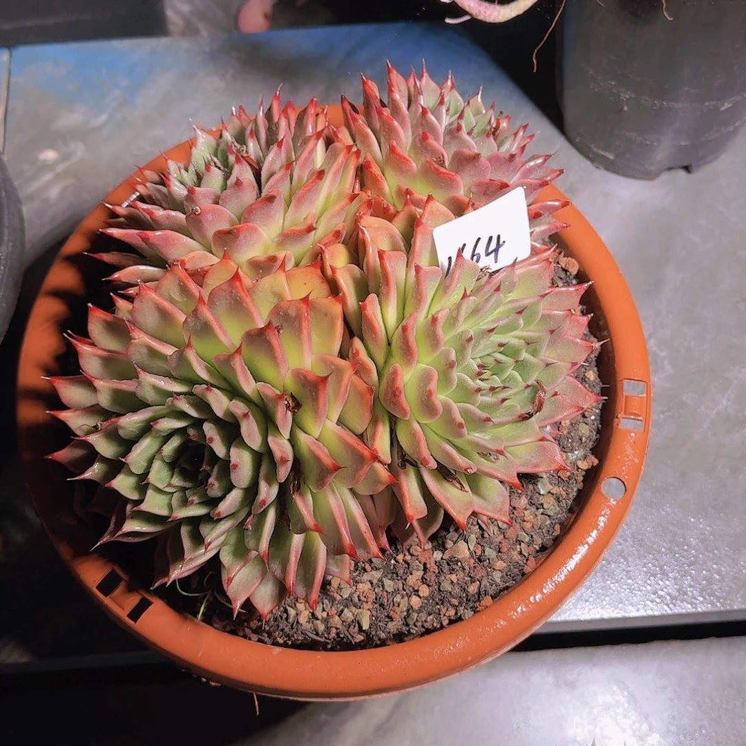 微**?1664万圣夜多肉植物