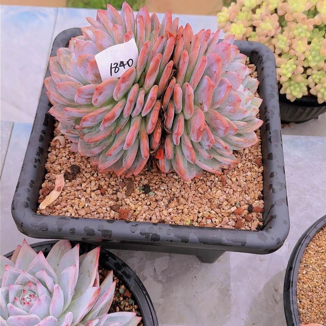 玲*1840橙子双头多肉植物