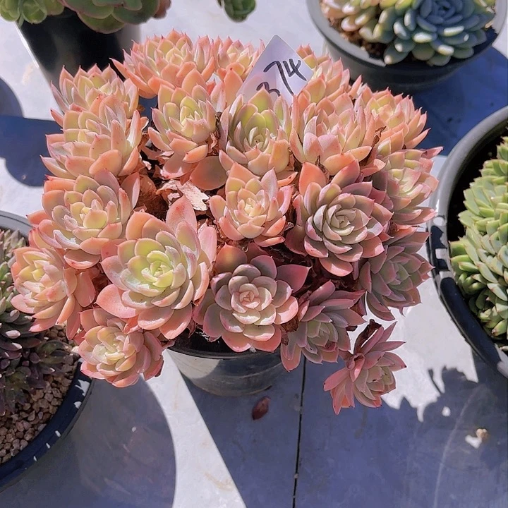 金**煌1374丝绸多肉植物