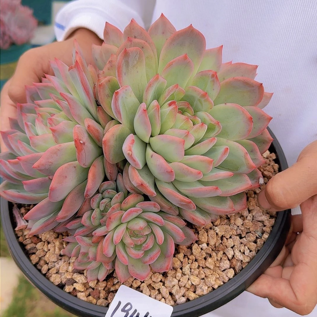 晴*儿1944红鸾多肉植物