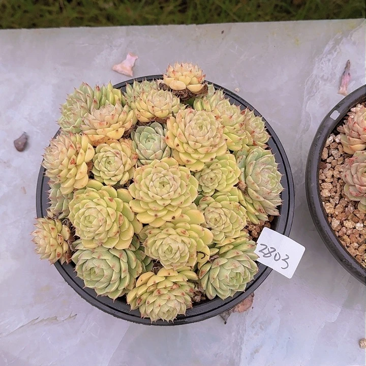 梅*2803本巴多肉