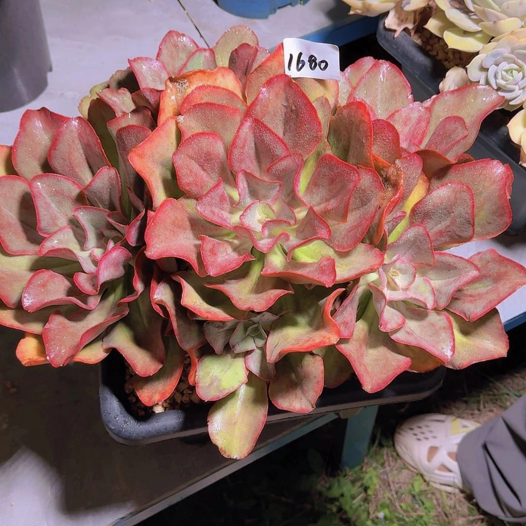 用****61680原始初吻多肉