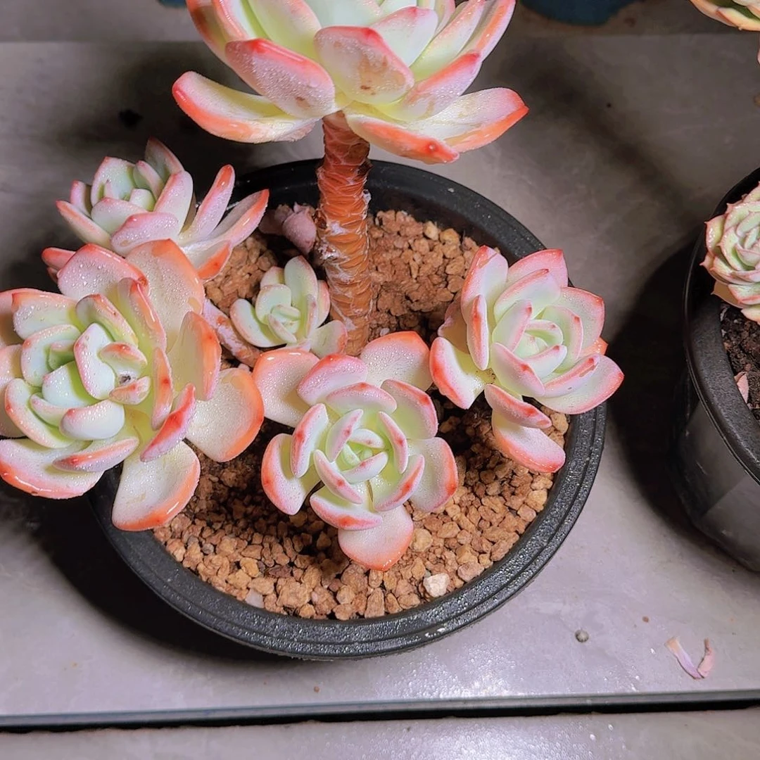启****｝1686白月光多肉植物