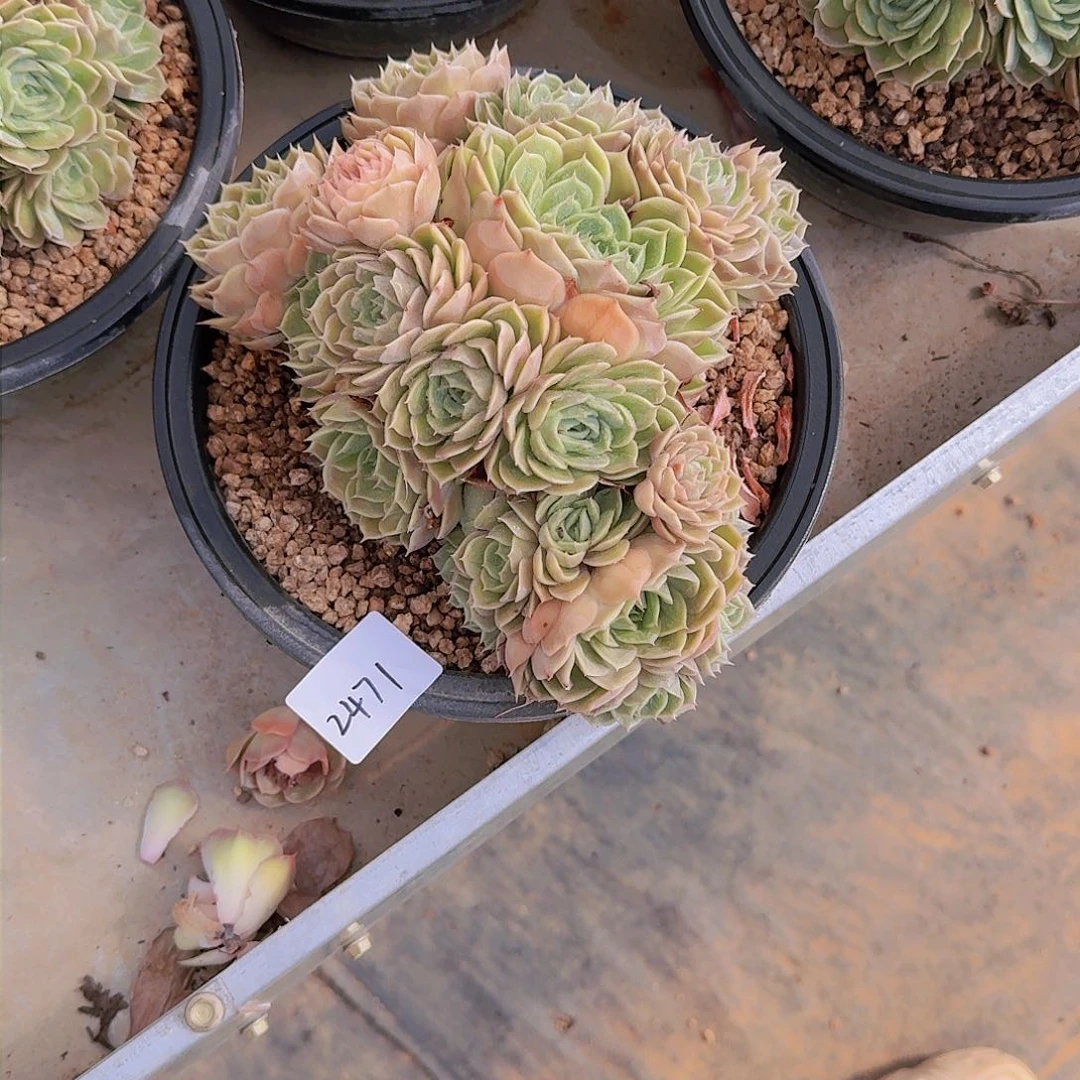 水*蓝2471昂斯诺多肉