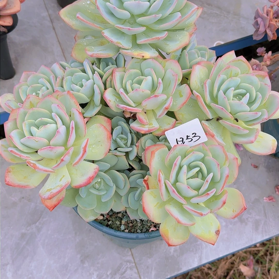 玲*1853白月光多肉植物