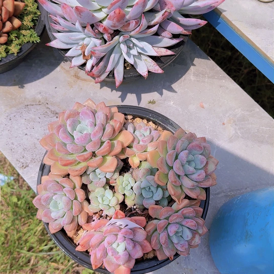 ?*?1621花瓣露多肉植物