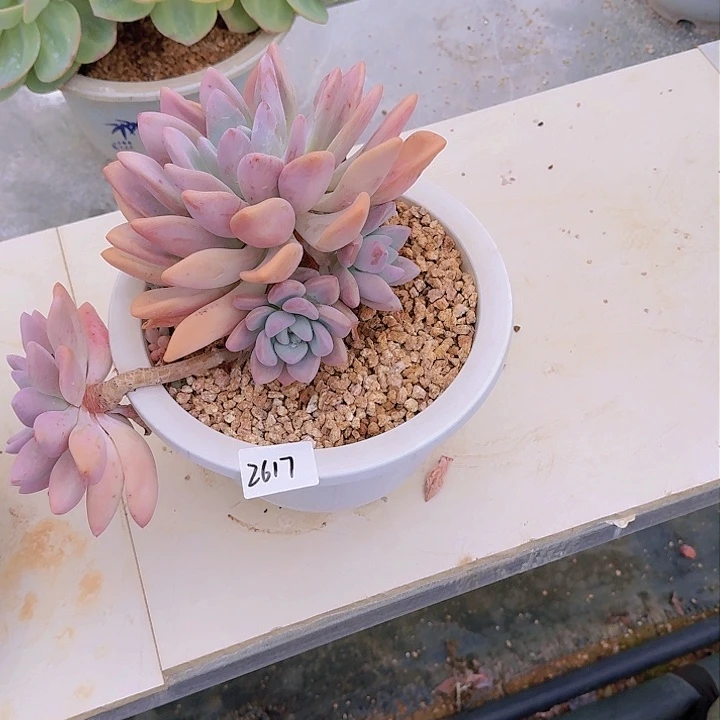 过**烟2617奥普多肉植物
