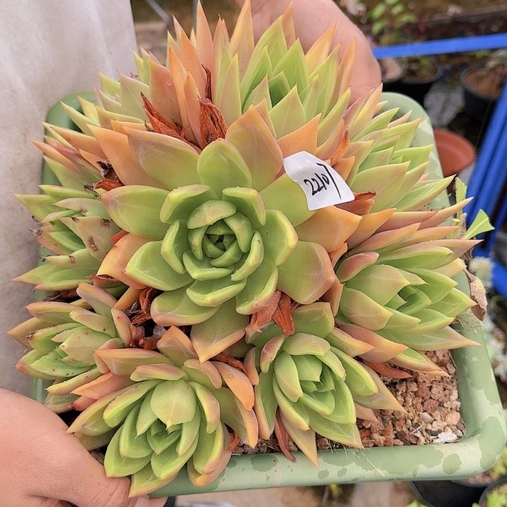 晴*儿22107杂交多肉