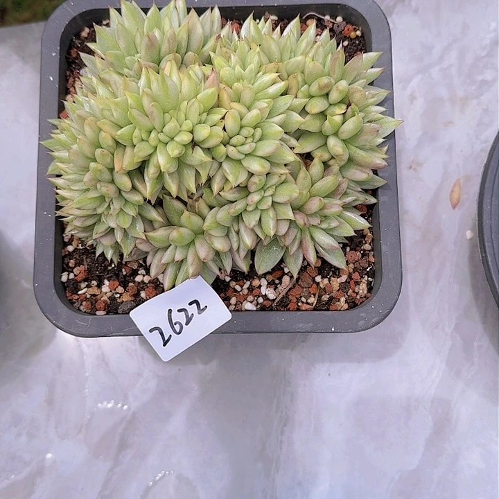 过**烟2622杂交多肉植物