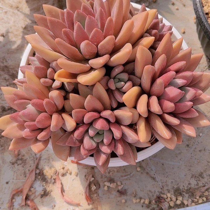 水*蓝1061桃花源多肉植物