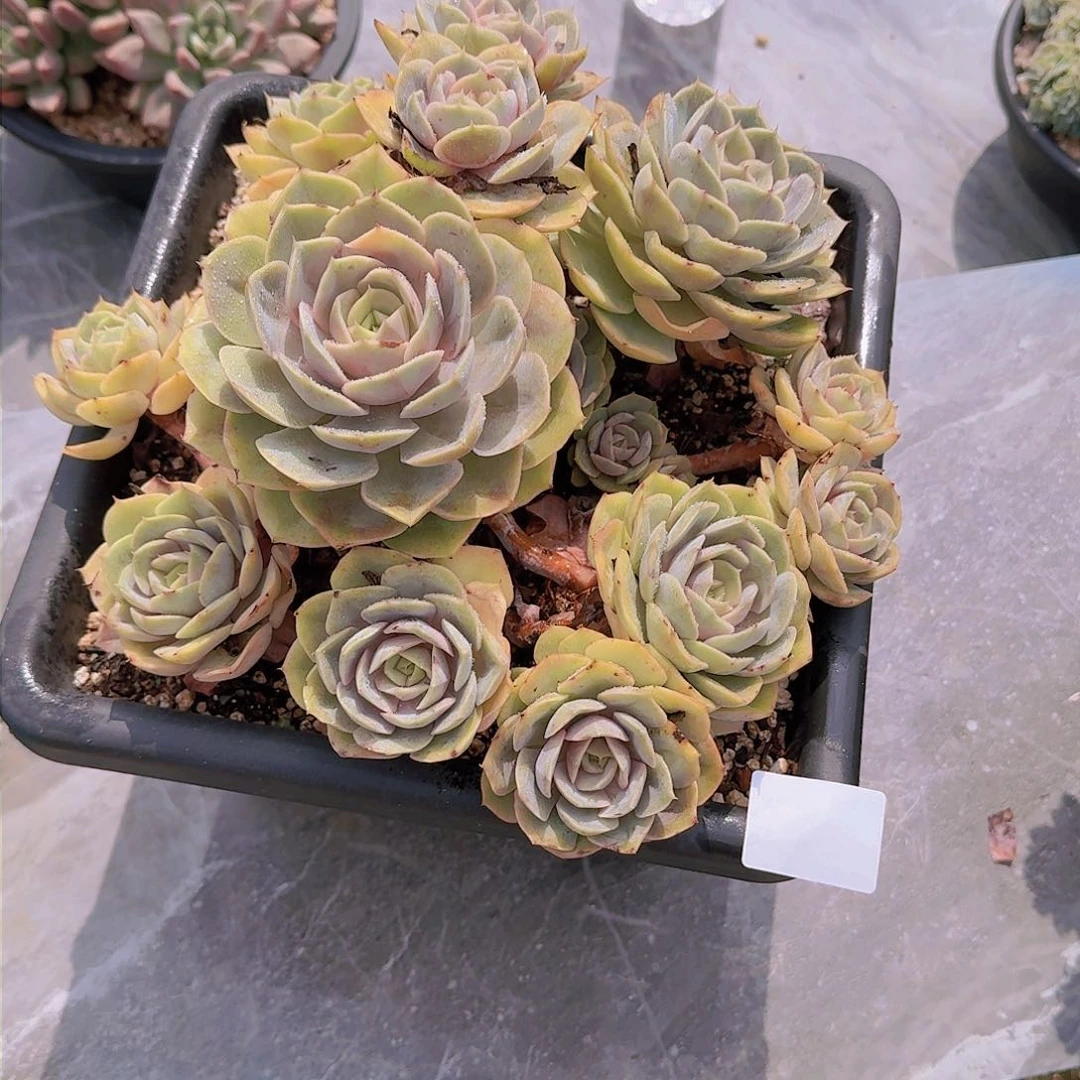 歆*2061蓝色仓露多肉植物